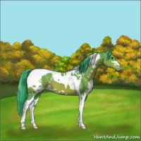 Horse Color:Watercolor White Spotted Bay Tobiano Appaloosa 