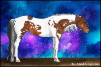 Horse Color:White Spotted Bay Tobiano Appaloosa