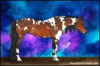Horse Color:White Spotted Brown 