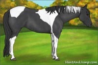 Horse Color:Blue Roan Tobiano 