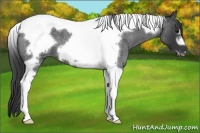 Horse Color:Blue Roan Tobiano Frame 