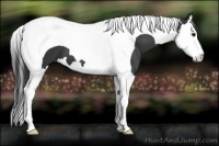 Horse Color:Black Splash Tobiano 