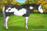 Horse Color:Blue Roan Splash Frame