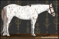 Horse Color:Amber Champagne Appaloosa and Amber Champagne Appaloosa