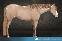 Horse Color:White Spotted Black Pearl Splash Rabicano 