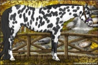 Horse Color:Black Near Leopard 