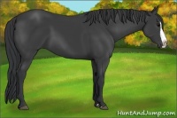 Horse Color:Black Splash 