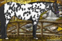 Horse Color:Black Appaloosa