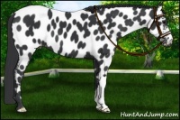 Horse Color:Black Near Leopard