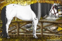 Horse Color:Black Appaloosa