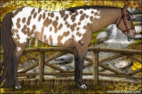 Horse Color:Buckskin Appaloosa Rabicano 