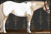 Horse Color:Chocolate Palomino Pearl Appaloosa