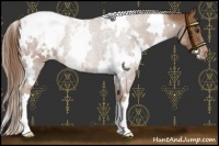 Horse Color:White Spotted Chestnut Appaloosa 