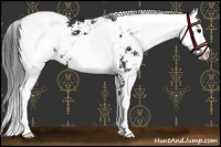 Horse Color:Black Sabino Snowcap