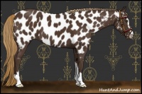 Horse Color:Liver Chestnut Sabino Near Leopard 