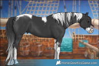 Horse Color:Black Splash Tobiano
