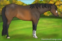 Horse Color:Brown 