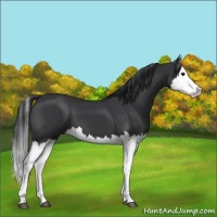 Horse Color:Black Splash 