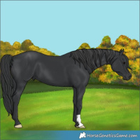 Horse Color:Black 