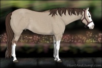 Horse Color:Liver Red Dun Splash 