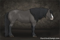 Horse Color:Black Splash Rabicano