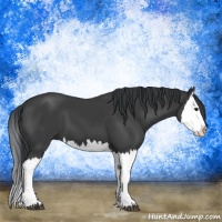 Horse Color:Black Splash