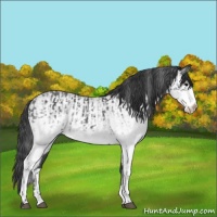 Horse Color:White Spotted Blue Roan Rabicano and White Spotted Blue Roan Rabicano