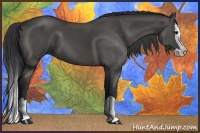 Horse Color:Black Splash 