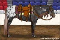 Horse Color:White Spotted Liver Chestnut Appaloosa 