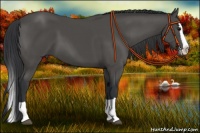 Horse Color:Black Splash 