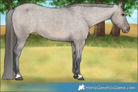 Horse Color:Brown Dun Appaloosa Brindle