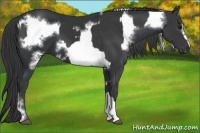 Horse Color:Black  and Black Frame 