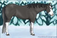 Horse Color:Black Splash