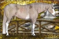 Horse Color:White Spotted Silver Brown Ice Dun Sabino Splash Rabicano