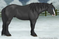 Horse Color:Black Splash