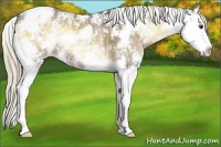 Horse Color:Chocolate Palomino Ice Onyx Sabino Splash