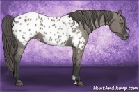 Horse Color:Grullo Appaloosa