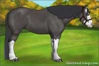 Horse Color:Black Splash