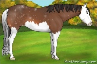 Horse Color:Bay Splash Appaloosa 