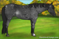 Horse Color:Gray Black