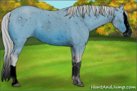Horse Color:ERROR: UNKNOWN ANOMALY