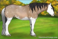 Horse Color:Bay Dun Splash 
