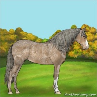 Horse Color:Chocolate Palomino Ice 