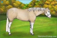Horse Color:Silver Bay Pearl Dun Splash 