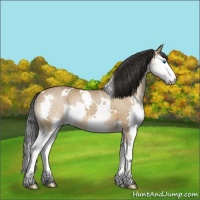 Horse Color:White Spotted Bay Dun Splash 