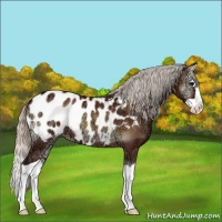 Horse Color:Silver Brown Ice Onyx Splash Appaloosa 