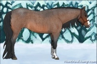 Horse Color:Bay Roan 