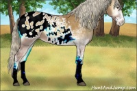Horse Color:Palomino Onyx Sabino Appaloosa 