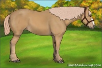 Horse Color:Palomino 