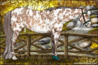 Horse Color:Sable Champagne Near Leopard and Sable Champagne Frame Near Leopard